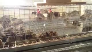 پرورش بلدرچین ها (مزرعه کوچک بلدرچین ها در خانه)