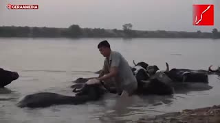 اگر با دیدن "گاومیش‌ها" تحریک نمی‌شوید، این ویدئو را از دست ندهید!