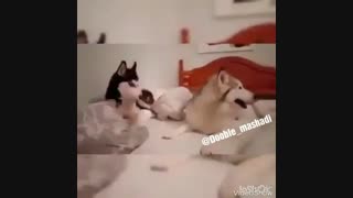 دوبله زیبای دعوای زن و شوهر 