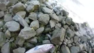 فیلم مستند زیباترین فیلم ماهیگیری ماهی ازاد با لنسر  در ساحل سنگلاخی