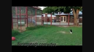 بگی گربه ای که حتی به شیر هم رو نمیده - خنده دار از حیوانات