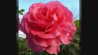 مهدیسی جونم اجی صبحت بخیررررررررررررررر