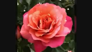 همگی سلاممممم