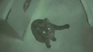 گربه روح را می بیند (سرزمین ارواح)