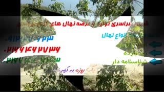 قیمت نهال گردوی چندلر 09121270623