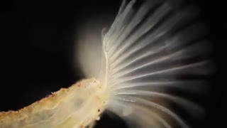 ساختارهای بریوزوآ، ایده ای برای پرینت سه بعدی صندلی