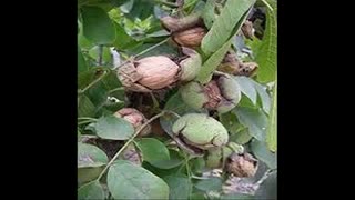 خرید نهال گردو چندلر پیوندی 09121270623