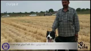 بهترین سگ ایران سگ سرابی سگ تابادی خراسانی بهترین سگ گله ایرانی ثبت سگ سرابی