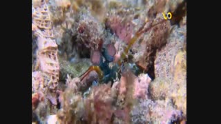 حیات وحش استرالیا_قسمت دوم