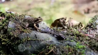 مستند "پناهگاه" Bunker  هنرمند شعیب کاشانی،  ساخته وحید ایروانی