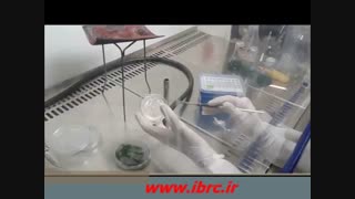 فرایند تهیه آمپول لیوفیلیزه برای نگهداری میکروارگانیسمها