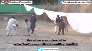 مسابقه سگها