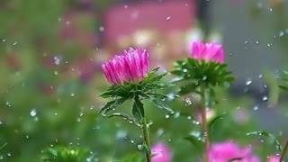 بهار : شاعر استاد رضا افضلی با آوای زری مینویی ترمیم دندان