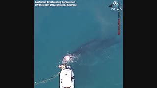 نجات بچه نهنگ از تور صیادان