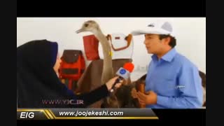 چگونه با پرورش شترمرغ به درآمد میلیونی برسیم