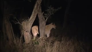 زیباترین فیلم مستند  کامل حیات وحش افریقا  شامل شیرها و گور خرها و عقابها و میمونها و نوع زندگی و جنگ حیوانات حیات وحش افریقا