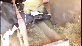 قهرمانان همت و تلاش - برداشت نوزدهم