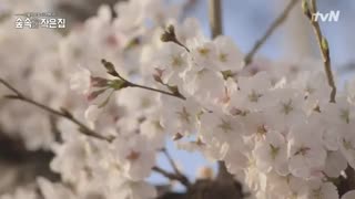 قسمت سوم برنامه کره ای خانه ای کوچک در جنگل Little House in the Woods 2018 با حضور پارک شین هه و سوجی ساب + زیرنویس فارسی آنلاین