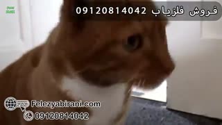 فانتزی گربه