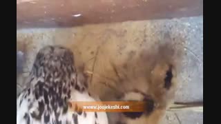 جوجه کشی طبیعی مرغ