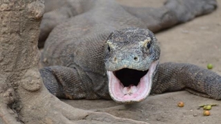 حیات وحش استرالیا_قسمت چهارم