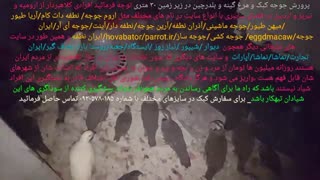تخم نطفه دار انواع طوطی ،کاسکو کاکادو ماکائو، انواع نژاد طاووس و قرقاول ،قو ،غاز ،کبک،مرغ زینتی