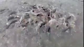 پرورش ماهی