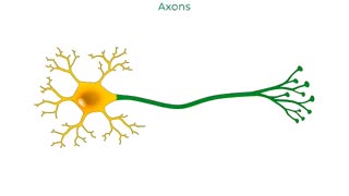 انواع نورون ها