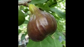 نهال انجیر  09121270623 - انواع نهال انجیر - ارقام نهال انجیر