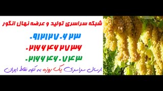 نهال انگور  09121270623 - انواع نهال انگور - ارقام نهال انگور