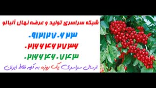 نهال آلبالو  09121270623 - انواع نهال آلبالو - ارقام نهال آلبالو