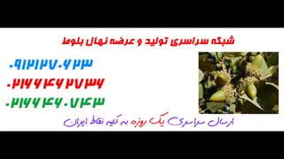 نهال بلوط  09121270623 - انواع نهال بلوط - ارقام نهال بلوط