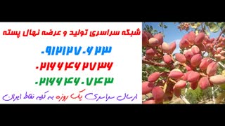 نهال پسته  09121270623 - انواع نهال پسته - ارقام نهال پسته