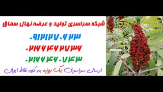 نهال سماق  09121270623 - انواع نهال سماق - ارقام نهال سماق
