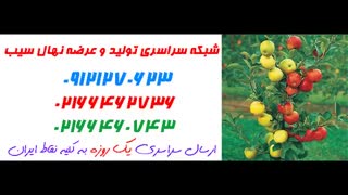 نهال سیب  09121270623 - ارقام نهال سیب - انواع نهال سیب