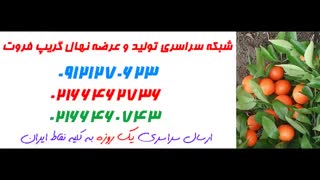 نهال گریپ فروت  09121270623 - انواع نهال گریپ فروت - ارقام نهال گریپ فروت