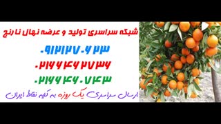نهال نارنج  09121270623 - ارقام نهال نارنج - انواع نهال نارنج